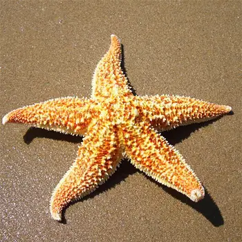 2 buc Naturale Uscate steaua de mare Sea Star Beach Ambarcațiuni Petrecere de Nunta Decor Acasă Desktop Decor de Birou